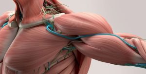 Épaules anatomie muscles conseils d un coach sportif