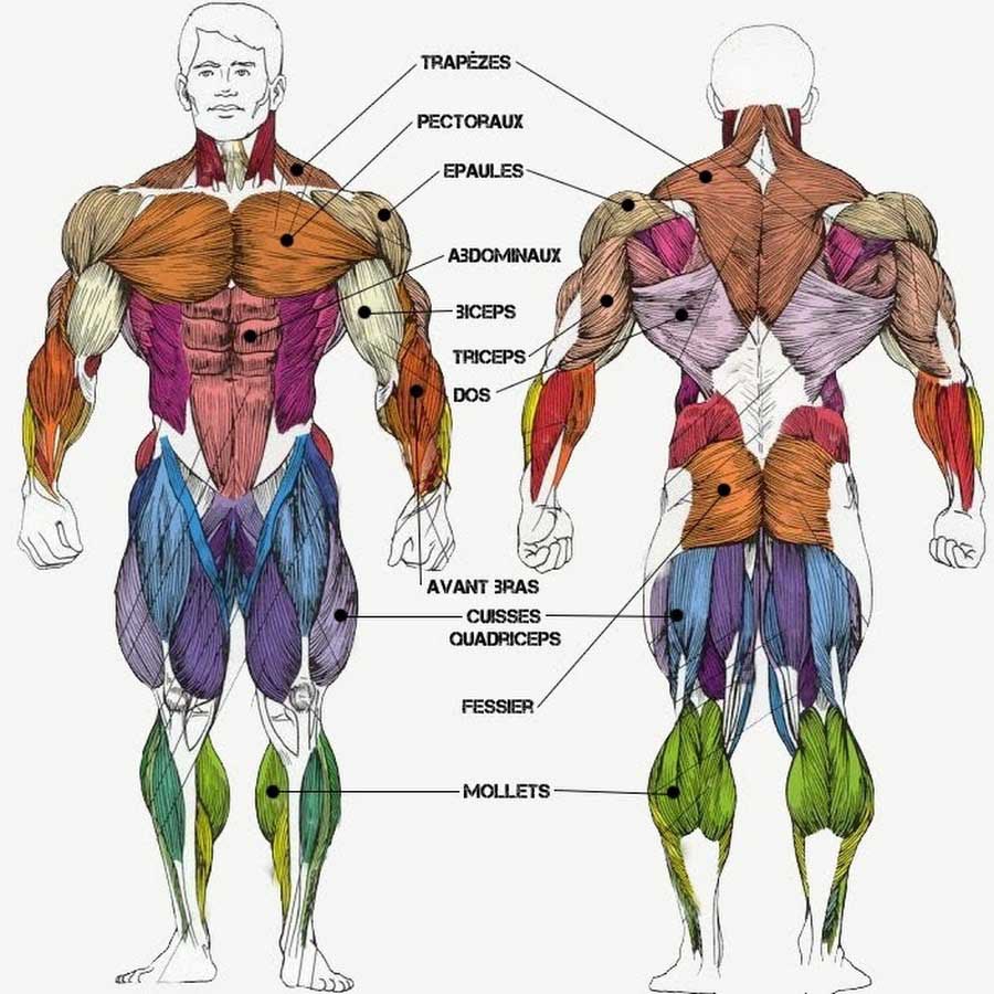 Muscu avant-bras - Quels sont les muscles et comment les travailler