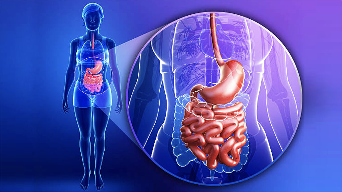 Rôle de l'intestin expliqué par un prof d'activité physique adaptée