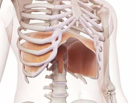 Les muscles du tronc