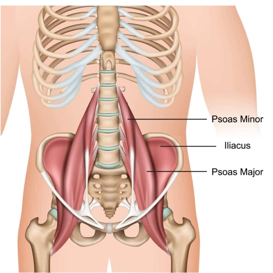 Muscles Abdominaux (Grand droit, Obliques, Transverse) : Anatomie illustrée  et expliquée