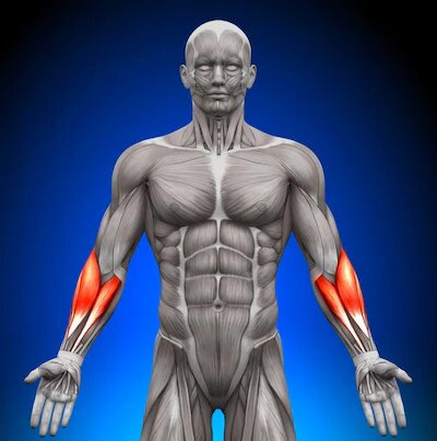 Musculation Bras + Avant-bras : Exercices pour ces 8 muscles